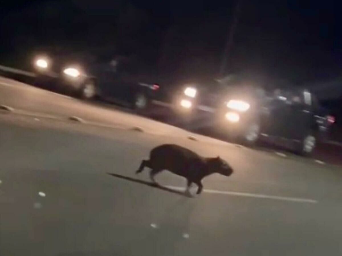 Imagem de compartilhamento para o artigo Capivaras tomam avenida em Costa Rica e acendem alerta para motoristas da MS Todo dia